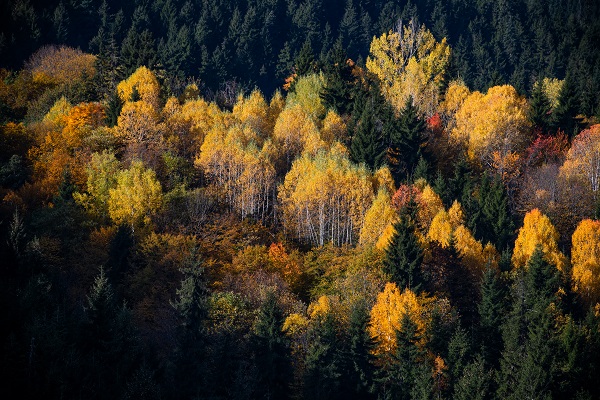 Foto - "Sakin şehir" doğal fotoğraf stüdyosuna dönüştü