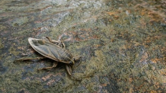 Foto - Görürseniz sakın yaklaşmayın: 'Parmak kopartan' Türkiye'de görüldü!