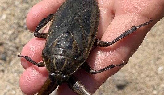 Foto - Görürseniz sakın yaklaşmayın: 'Parmak kopartan' Türkiye'de görüldü!