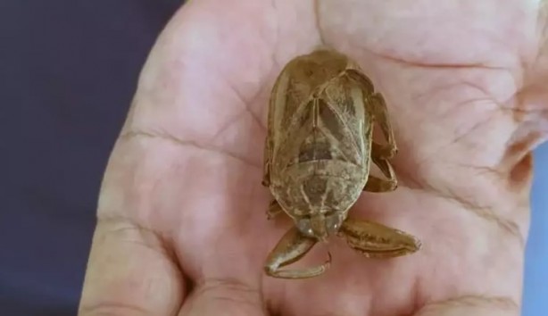 Foto - Görürseniz sakın yaklaşmayın: 'Parmak kopartan' Türkiye'de görüldü!