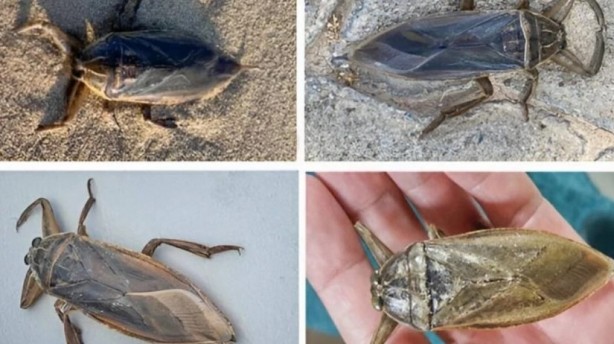 Görürseniz sakın yaklaşmayın: 'Parmak kopartan' Türkiye'de görüldü!