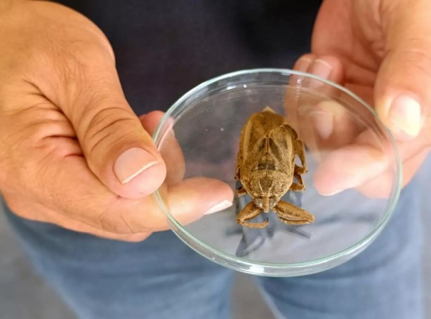 Foto - Görürseniz sakın yaklaşmayın: 'Parmak kopartan' Türkiye'de görüldü!