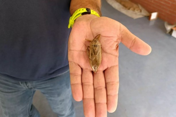 Foto - Görürseniz sakın yaklaşmayın: 'Parmak kopartan' Türkiye'de görüldü!