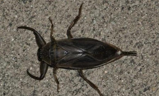 Foto - Görürseniz sakın yaklaşmayın: 'Parmak kopartan' Türkiye'de görüldü!