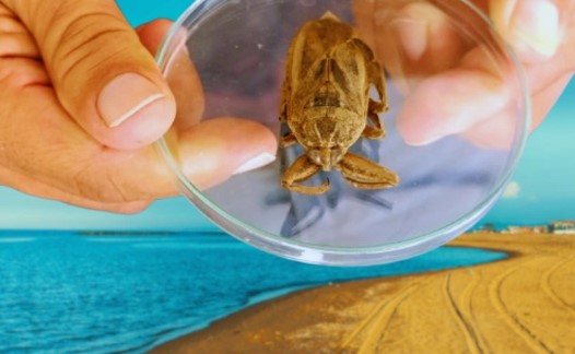 Foto - Görürseniz sakın yaklaşmayın: 'Parmak kopartan' Türkiye'de görüldü!