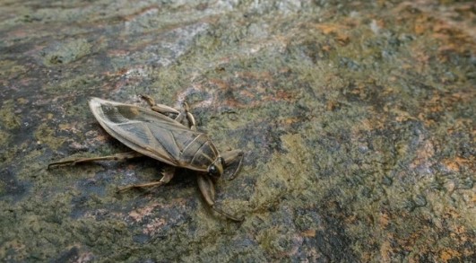 Foto - Görürseniz sakın yaklaşmayın: 'Parmak kopartan' Türkiye'de görüldü!