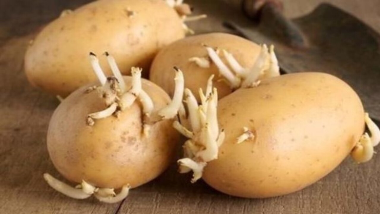 Foto - Sakın yemeyin! Patates böyle görünüyorsa dikkat