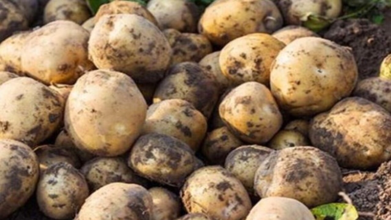 Foto - Sakın yemeyin! Patates böyle görünüyorsa dikkat