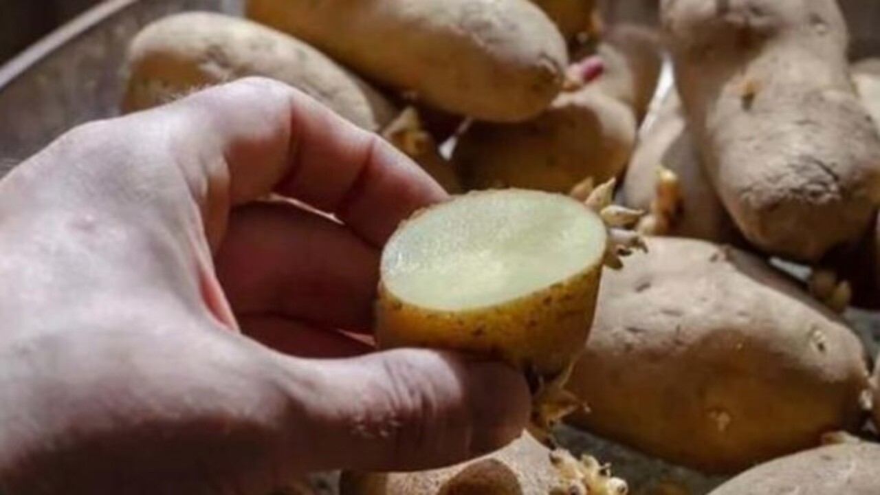 Foto - Sakın yemeyin! Patates böyle görünüyorsa dikkat