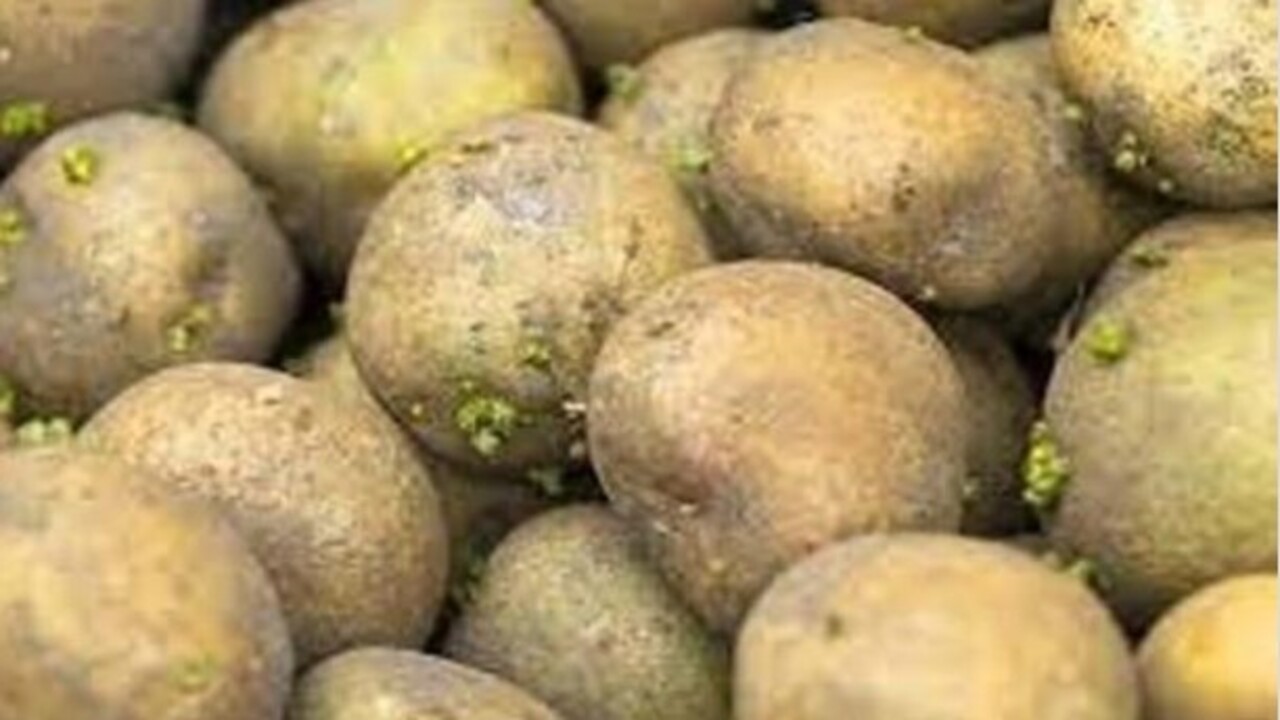 Foto - Sakın yemeyin! Patates böyle görünüyorsa dikkat