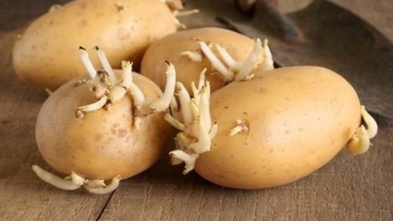 Foto - Sakın yemeyin! Patates böyle görünüyorsa dikkat