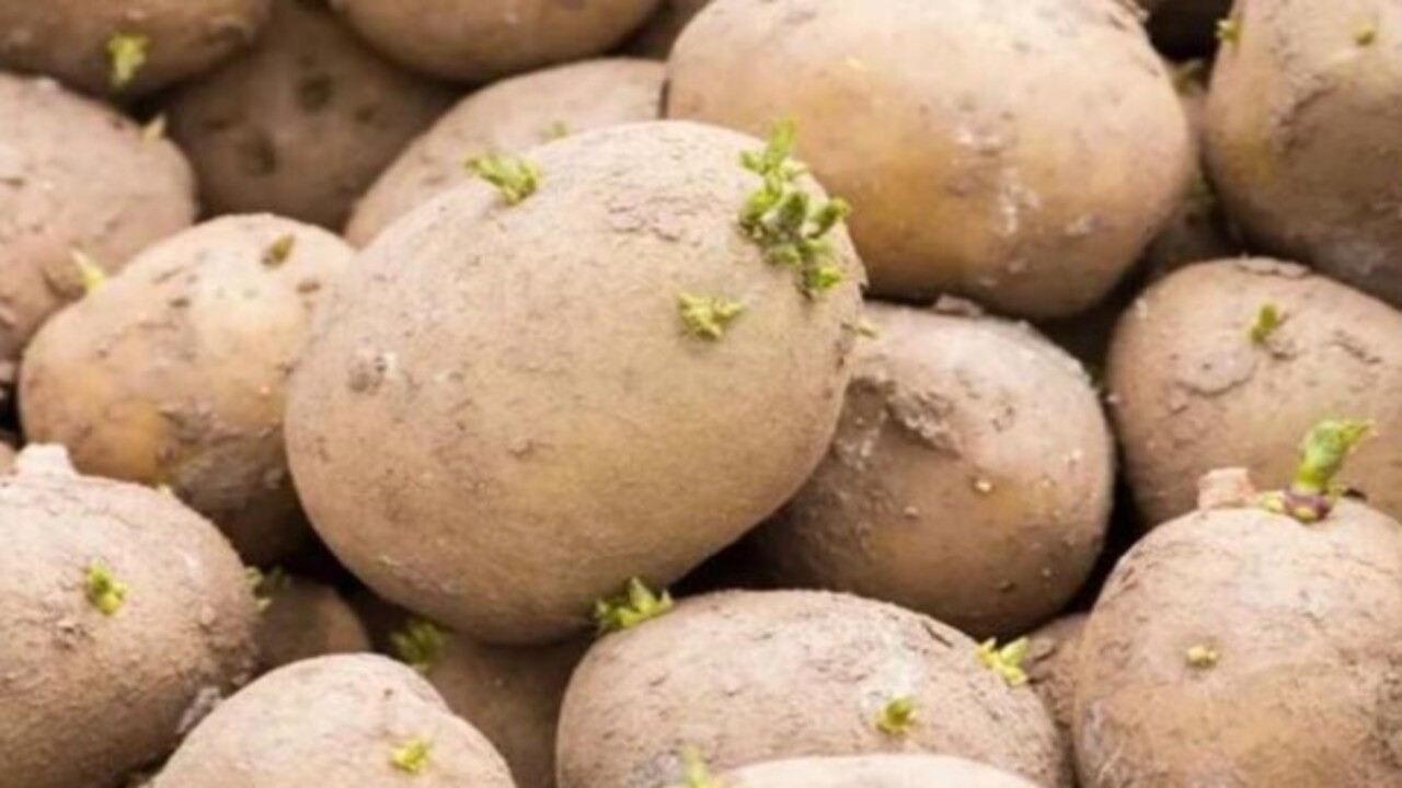 Foto - Sakın yemeyin! Patates böyle görünüyorsa dikkat