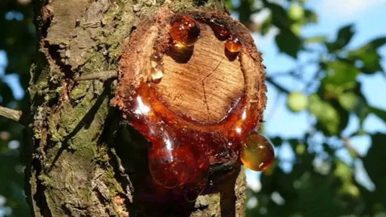 Foto - Bu sakızı çiğneyen kilo veriyor! Günde iki kez yetiyor!