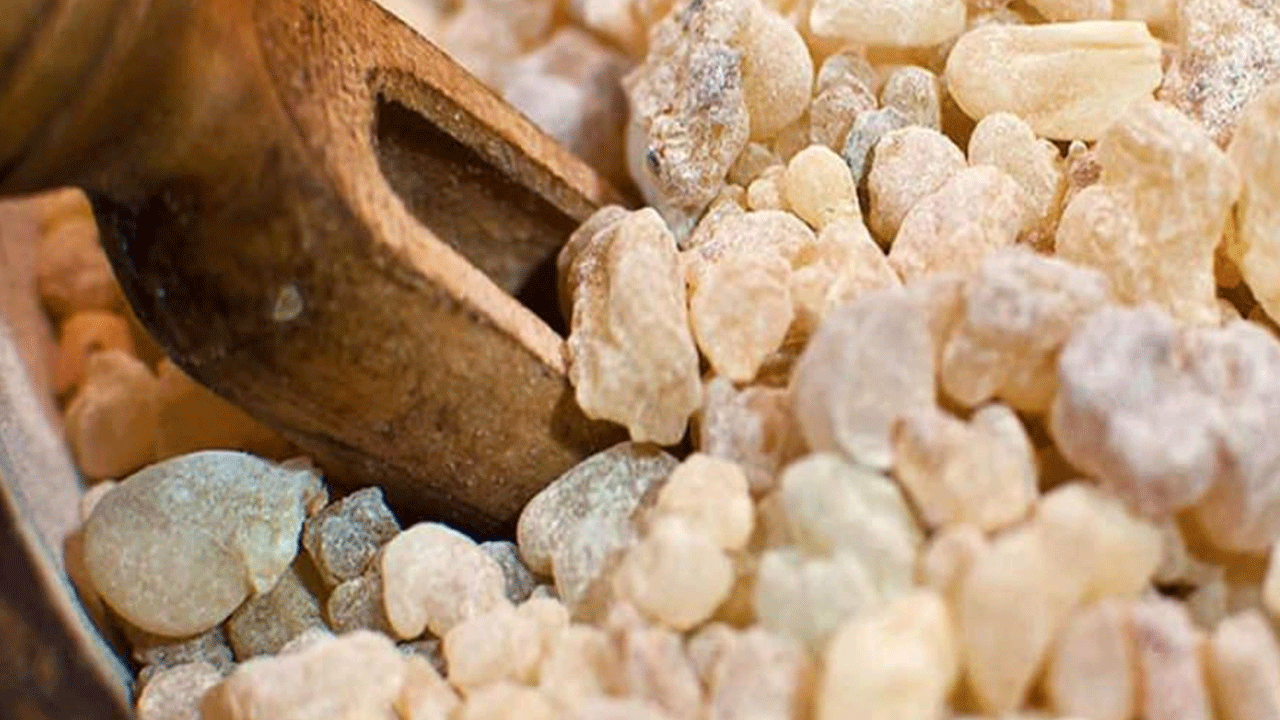 Foto - Bu sakızı çiğneyen kilo veriyor! Günde iki kez yetiyor!