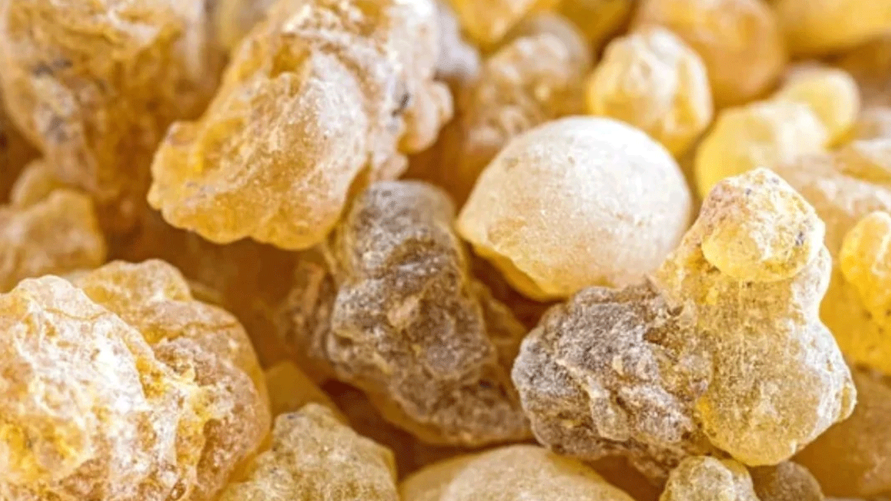 Foto - Bu sakızı çiğneyen kilo veriyor! Günde iki kez yetiyor!