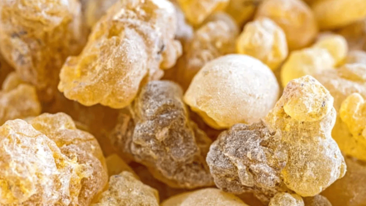 Foto - Bu sakızı çiğneyen kilo veriyor! Günde iki kez yetiyor!