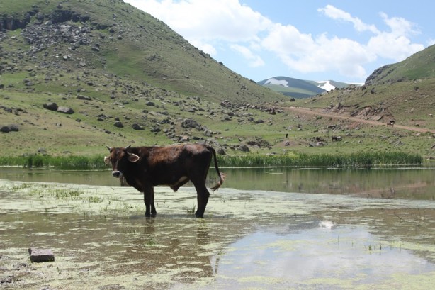 Foto - Saklı cennet Miraşe Yaylası görenleri adeta büyülüyor