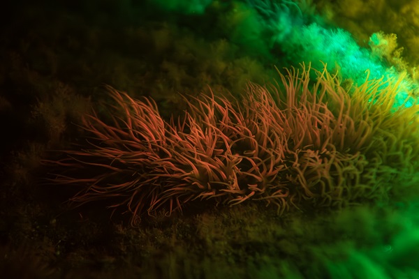 Foto - Saklı hazine geceleri bir başka güzel!