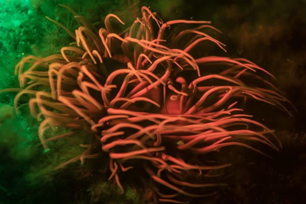 Foto - Saklı hazine geceleri bir başka güzel!