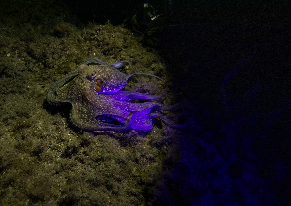 Foto - Saklı hazine geceleri bir başka güzel!