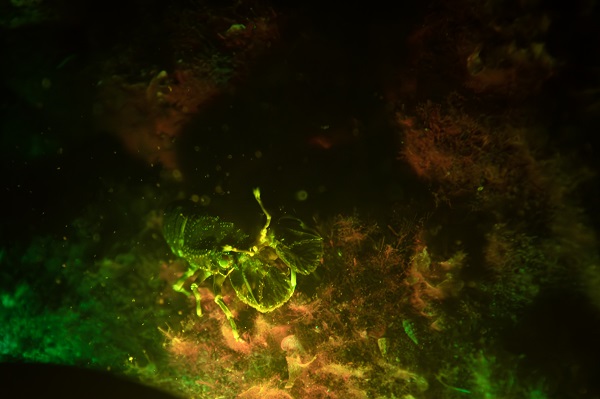 Foto - Saklı hazine geceleri bir başka güzel!