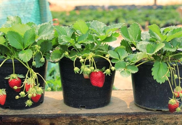Foto - Saksıda nasıl çilek yetiştirilir?