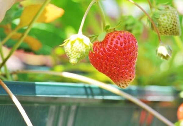 Foto - Saksıda nasıl çilek yetiştirilir?