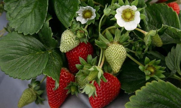 Foto - Saksıda nasıl çilek yetiştirilir?