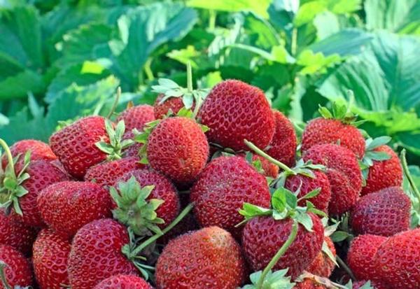 Foto - Saksıda nasıl çilek yetiştirilir?