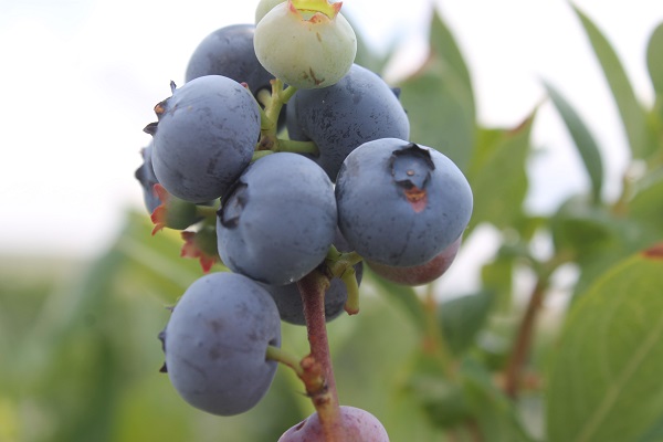 Foto - Saksıda yetişen şifa deposu! 50 gramı 40 liraya satılıyor