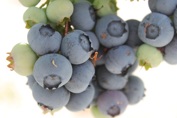 Foto - Saksıda yetişen şifa deposu! 50 gramı 40 liraya satılıyor