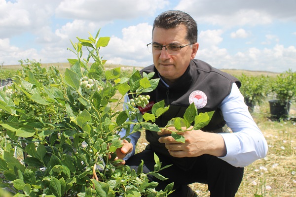 Foto - Saksıda yetişen şifa deposu! 50 gramı 40 liraya satılıyor