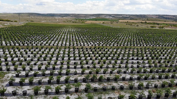 Foto - Saksıda yetişen şifa deposu! 50 gramı 40 liraya satılıyor