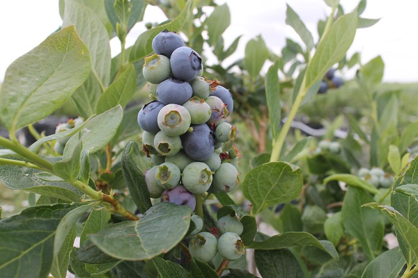 Foto - Saksıda yetişen şifa deposu! 50 gramı 40 liraya satılıyor