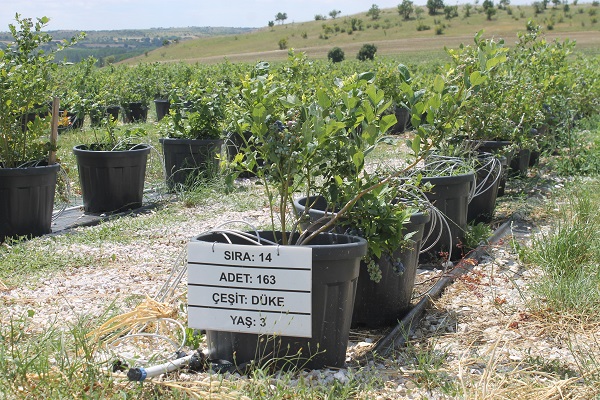 Foto - Saksıda yetişen şifa deposu! 50 gramı 40 liraya satılıyor