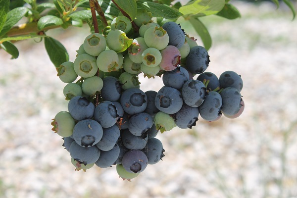 Foto - Saksıda yetişen şifa deposu! 50 gramı 40 liraya satılıyor