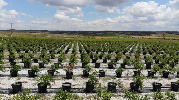 Foto - Saksıda yetişen şifa deposu! 50 gramı 40 liraya satılıyor
