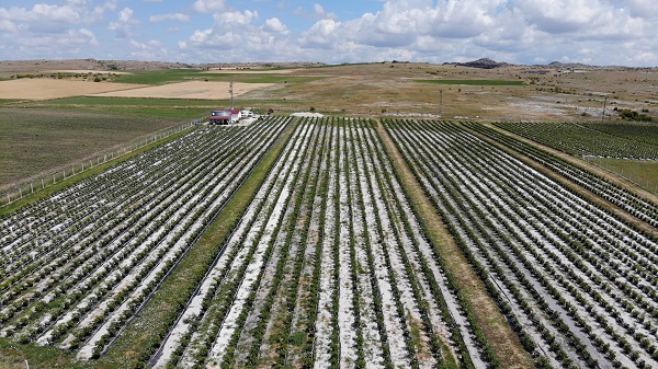 Foto - Saksıda yetişen şifa deposu! 50 gramı 40 liraya satılıyor