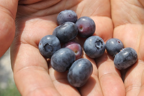 Foto - Saksıda yetişen şifa deposu! 50 gramı 40 liraya satılıyor
