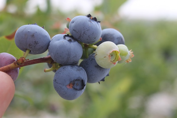 Foto - Saksıda yetişen şifa deposu! 50 gramı 40 liraya satılıyor