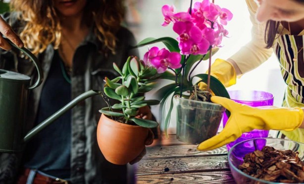 Foto - Saksının içine bozuk para koyun, neler oluyor izleyin! Gören, gözlerine inanamıyor