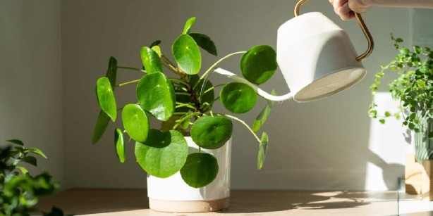 Foto - Saksının içine bozuk para koyun, neler oluyor izleyin! Gören, gözlerine inanamıyor