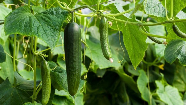 Foto - Salatalığın bu etkilerini öğrenince şaşıracaksınız