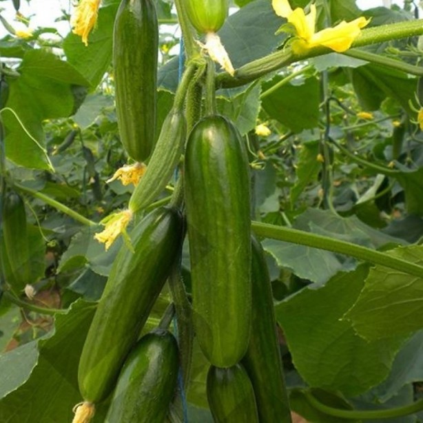 Foto - Salatalığın bu etkilerini öğrenince şaşıracaksınız