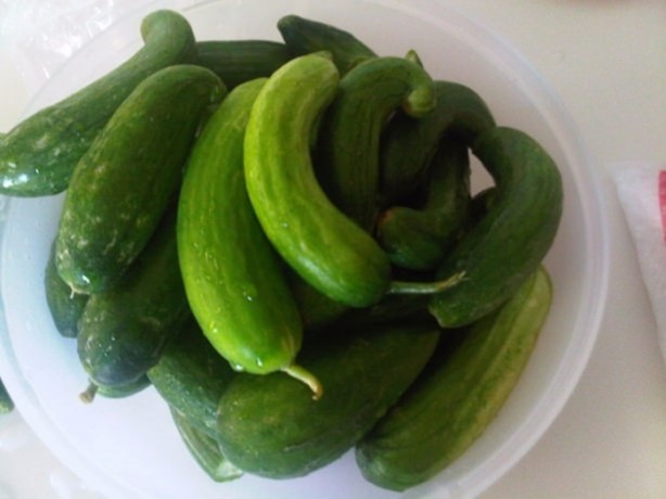 Foto - Salatalık yemeniz için bir sürü neden var!