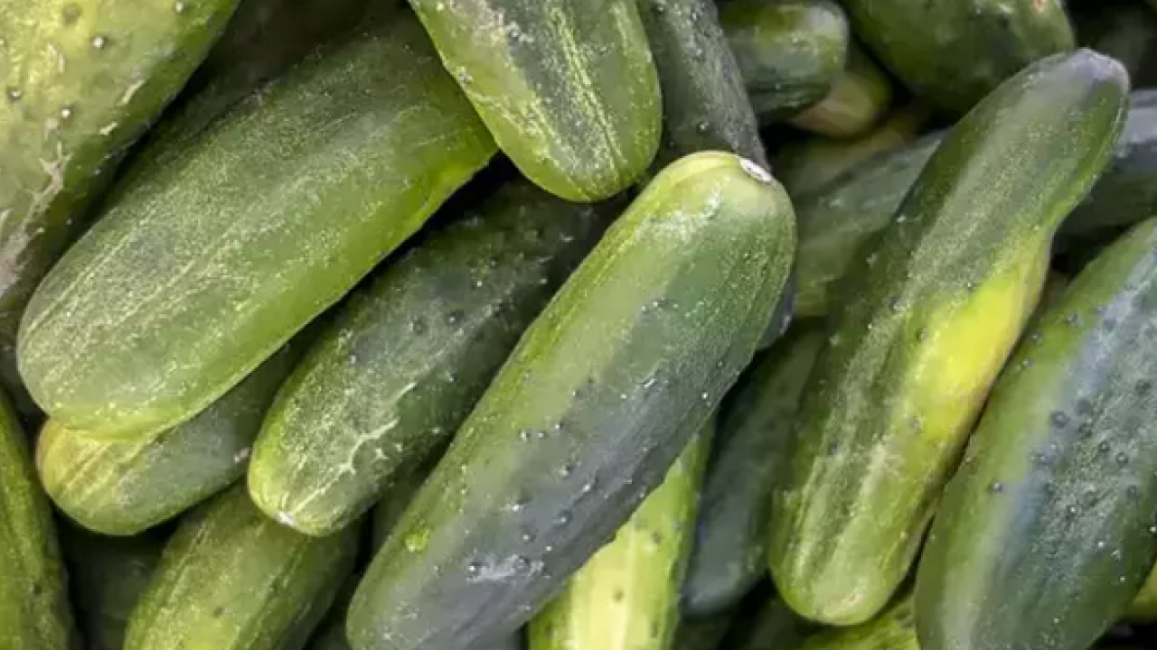 Foto - Salatalıklar kısa sürede çürümesin! Meğer dolaba koyarken... Bunu ne yapıp edip mutlaka yapmalısınız'...