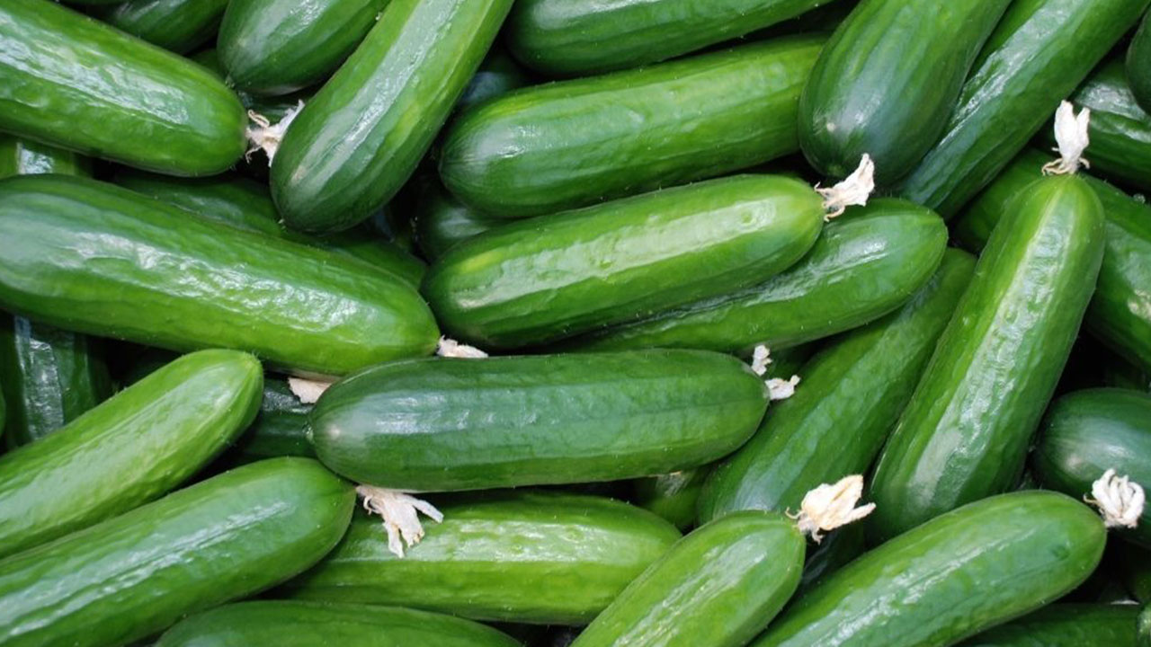 Foto - Salatalıklar raflardan toplatılıyor: Sakın yemeyin uyarısı yapıldı, çok kişi hastanelik oldu