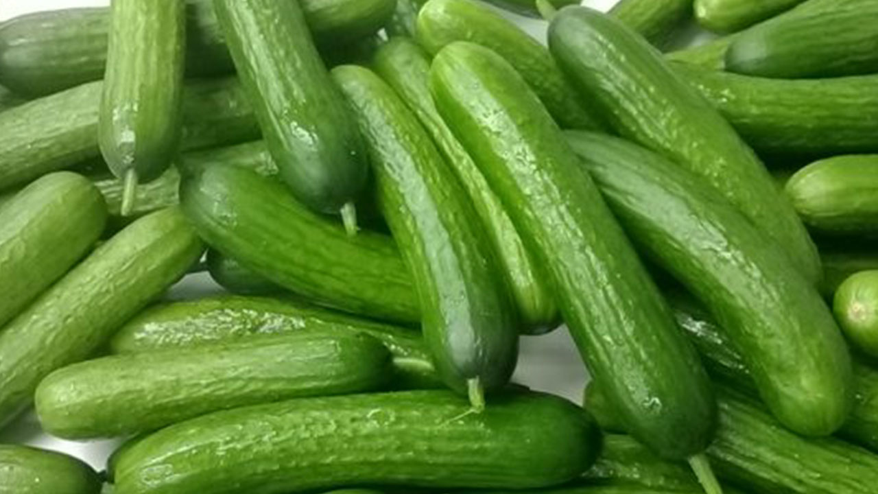 Foto - Salatalıklar raflardan toplatılıyor: Sakın yemeyin uyarısı yapıldı, çok kişi hastanelik oldu