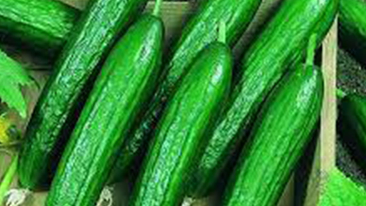 Foto - Salatalıklar raflardan toplatılıyor: Sakın yemeyin uyarısı yapıldı, çok kişi hastanelik oldu