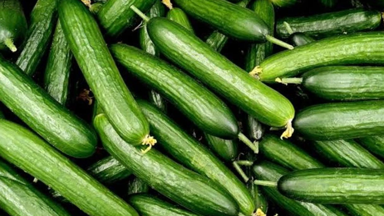 Foto - Salatalıklar raflardan toplatılıyor: Sakın yemeyin uyarısı yapıldı, çok kişi hastanelik oldu